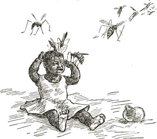 THE MOSQUITO THE MOSQUITO