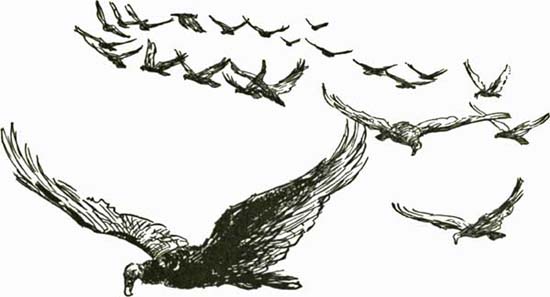 THE EPICURE THE EPICURE