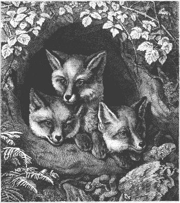 THE THREE SMART LITTLE FOXES.