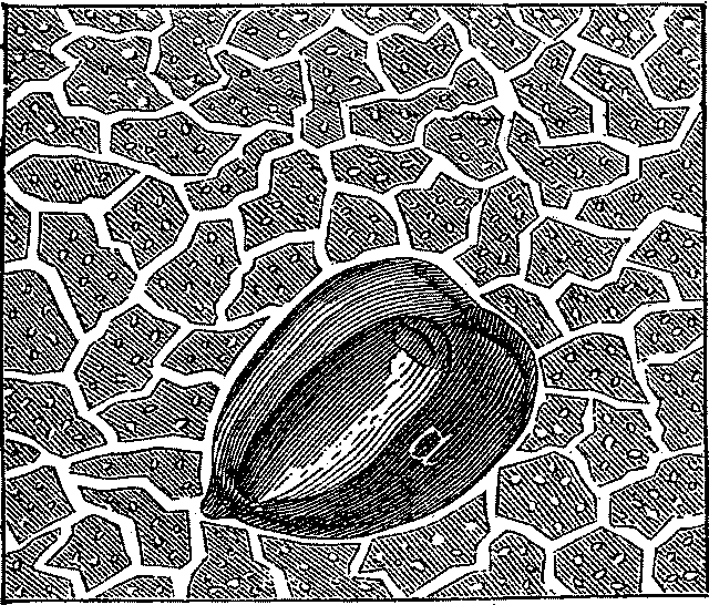 Illustration: Fig. 1 - A DRY SOIL.