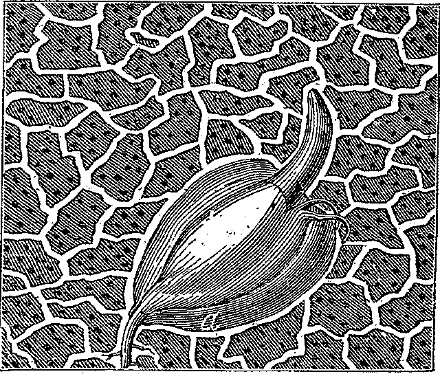 Fig. 3 - A DRAINED SOIL. Illustration: Fig. 3 - A DRAINED SOIL.