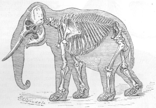 Skeleton of Elephant.