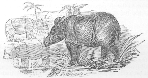 Rhinoceros lasiotis.