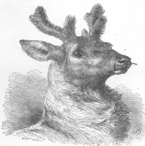 Stag with Horns in velvet.