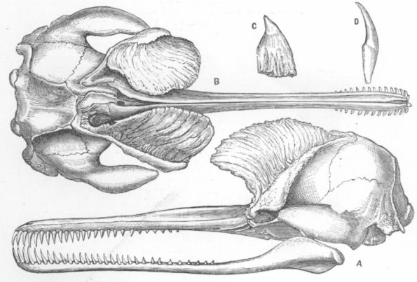 Skull of Platanista Gangetica.