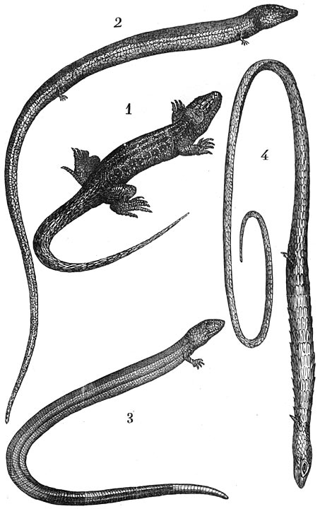 Fig. 21.—Verandering der soorten. Het verlies der pooten.