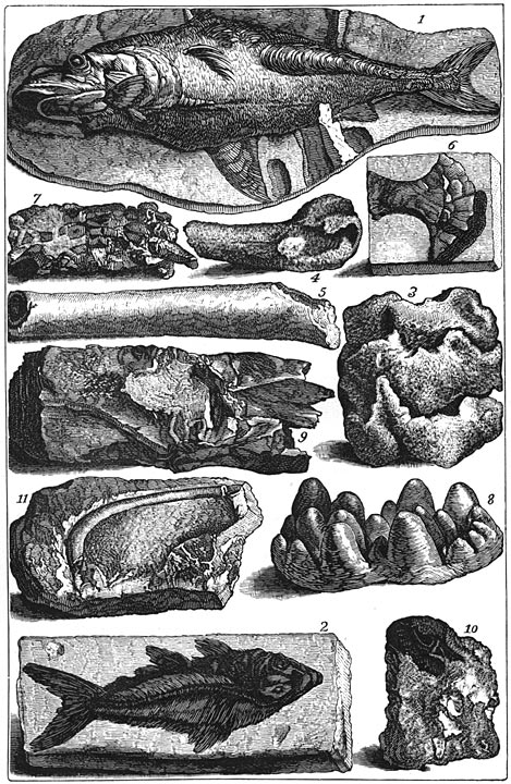 Fig. 64. Fossielen, in het jaar 1761 nageteekend.