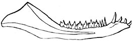 Fig. 210. Oudste overblijfsel van een zoogdier. Onderkaak van een dromatherium silvestre.