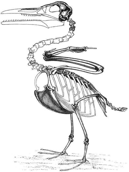 De tandvogels der krijtperiode (Ichthyoinis victor).