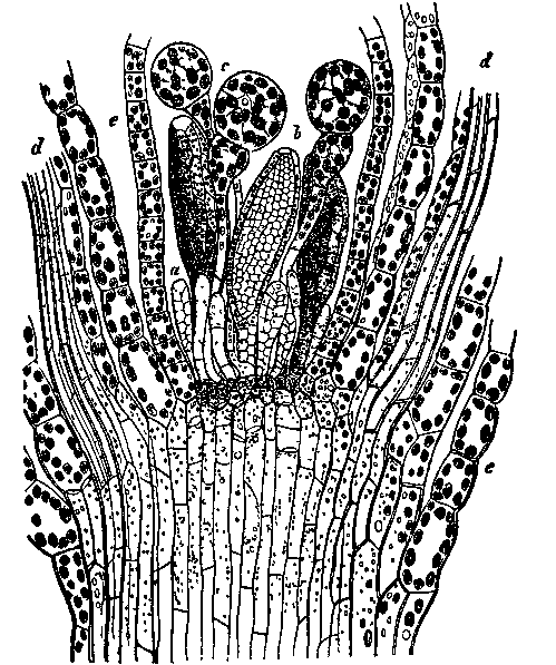 Fig. 15.--Funaria hygrometrica.