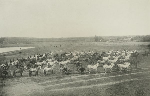 The “Grey Battery” at St. Omer, May 1917