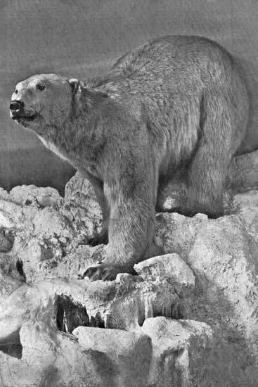 POLAR BEAR POLAR BEAR