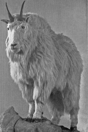 MOUNTAIN GOAT MOUNTAIN GOAT