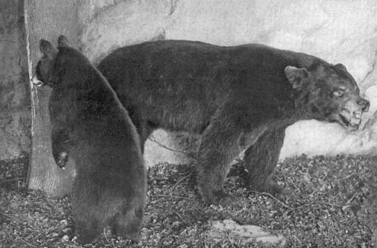 BLACK BEAR BLACK BEAR