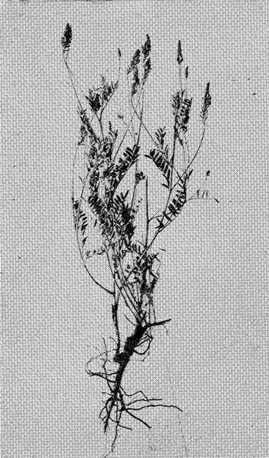 Fig. 10. Sainfoin (Onobrychis sativa)