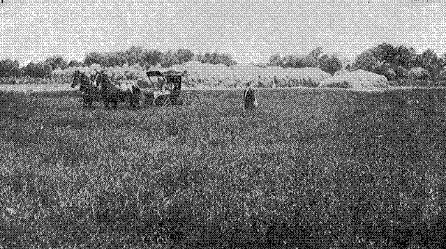 Fig. 4. Field of Alfalfa in California
