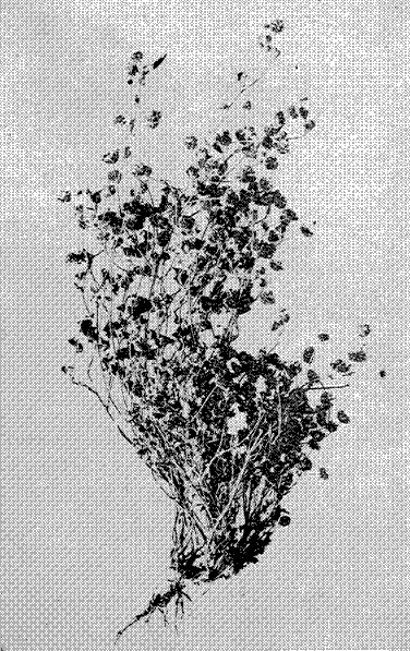 Fig. 5. Alsike Clover (Trifolium hybridum)
