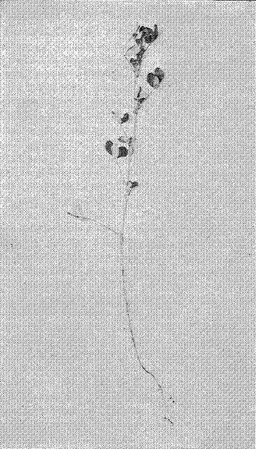 Fig. 8. Japan Clover (Lespedeza striata)
