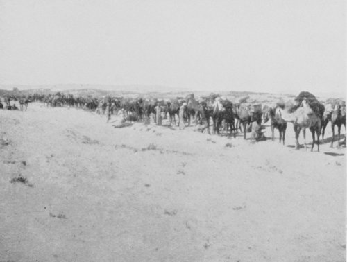 A Camel Convoy