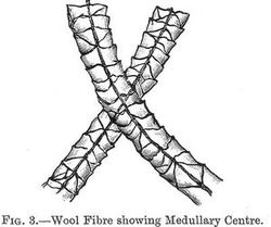 fibre medullary
