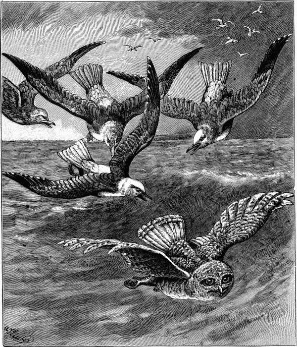 "A great number of seagulls were chasing the fugitive."