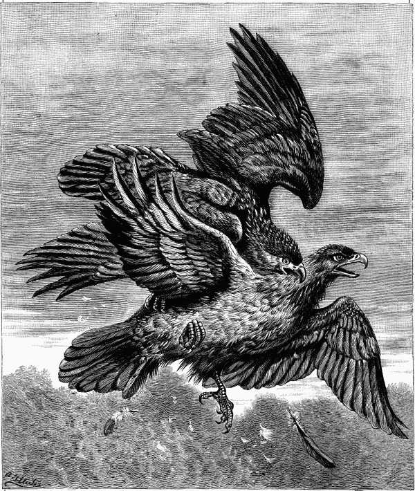 "The eagle seized its wounded mate with its beak and
claws."