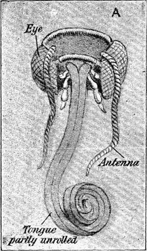 Fig. A.—Tongue of Butterfly (greatly magnified).