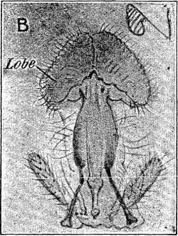 Fig. B.&mdash;Fly's Tongue (greatly magnified).