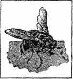 Fig. C.—Common Fly.