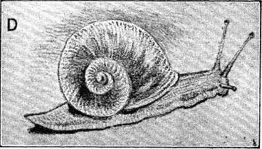 Fig. D.&mdash;Common Snail.