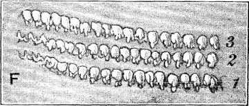 Fig. F.&mdash;Snail's Tongue (much magnified).