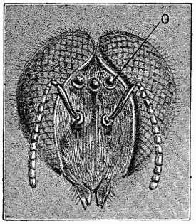 Fig. 3.—Head of Drone Bee (greatly magnified). 'Ocelli'
at O.