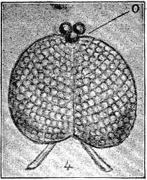 Fig. 4.—Eye of Bibio Fly. 'Ocelli' at O (greatly
magnified).