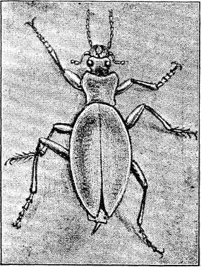 Fig. 2.—Beetle walking.