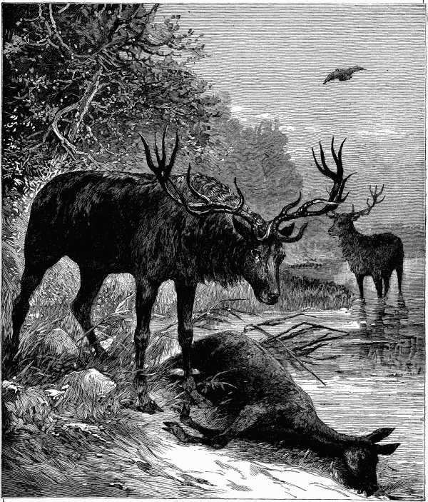 "The stag stayed by his mate's body."