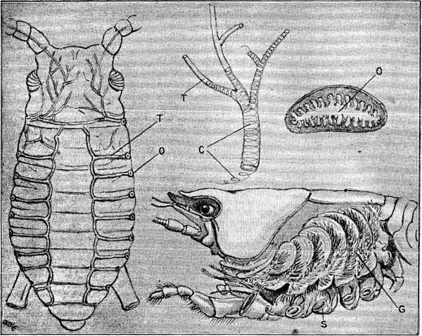 Fig. 1.—Aphis, showing "Tracheæ" (greatly magnified).

Fig. 2.—"Tracheal Filaments" of Aphis (greatly magnified).

Fig. 3.—"Spiracles" of Water Beetle (greatly magnified).

Fig. 4.—Section of Crayfish, showing gills (magnified).