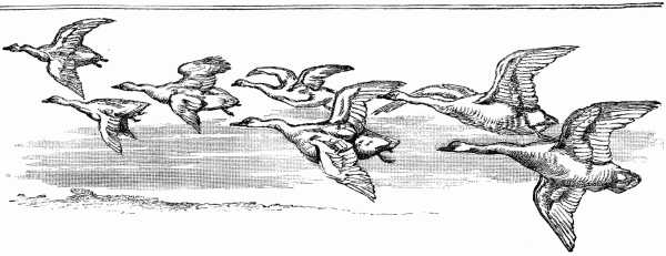A Flight of Wild Swans.