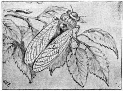 Fig. 2.—Cicada, as in life.