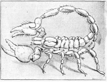 Fig. 4.—Scorpion, in act of "playing."