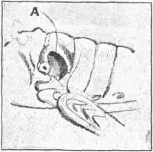 Fig. 2.—Ear of Grasshopper, drum at A, greatly
magnified.