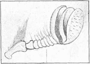Fig. 5.—Antenna of Cockchafer, greatly magnified.