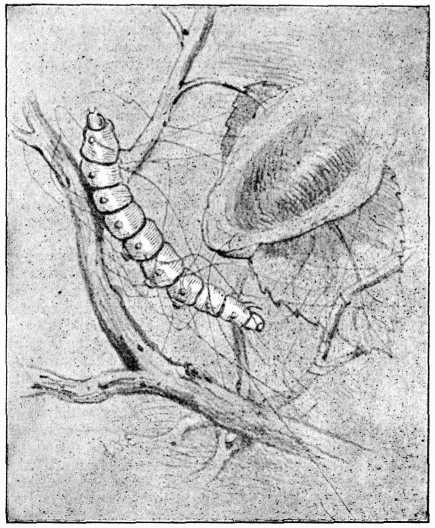 Fig. 1.—Silkworm, natural size.