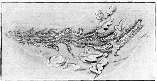Fig. 1.—Caterpillars of Procession Moth.