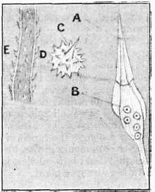 Fig. 2.—Caltrops and Spines of Caterpillars.