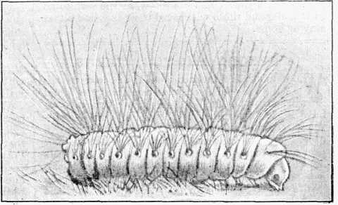Fig. 3.—Megalopyga Caterpillar.