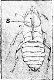 Fig. 3.—Empty Case of a Newly-moulted Cockroach.