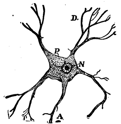 Fig. 5.--A Neurone from a Human Spinal Cord. The central portion represents the cell body. N, the nucleus; P, a pigmented or colored spot; D, a dendrite, or relatively short fiber,—which branches freely; A, an axon or long fiber, which branches but little.
