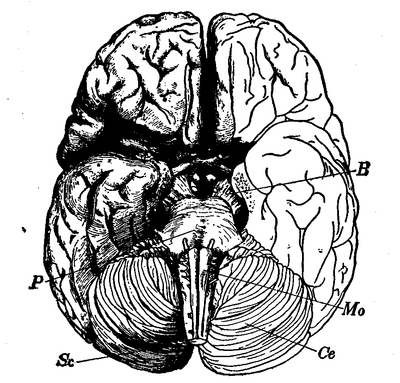 Fig. 8.--View of the under side of the brain. B, basis of the crura; P, pons; Mo, medulla oblongata; Ce, cerebellum; Sc, spinal cord.