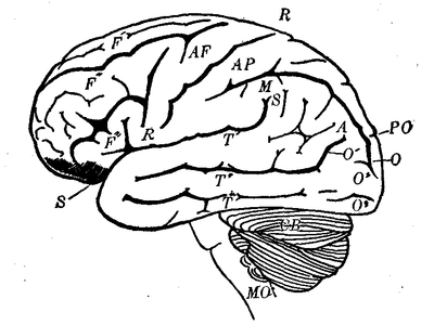 Fig. 9.--Diagrammatic side view of brain, showing cerebellum (CB) and medulla oblongata (MO). F' F'' F''' are placed on the first, second, and third frontal convolutions, respectively; AF, on the ascending frontal; AP, on the ascending parietal; M, on the marginal; A, on the angular. T' T'' T''' are placed on the first, second, and third temporal convolutions. R-R marks the fissure of Rolando; S-S, the fissure of Sylvius; PO, the parieto-occipital fissure.