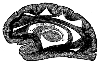 Fig. 12.--Schematic diagram showing association fibers connecting cortical centers with each other.--After James and Starr.